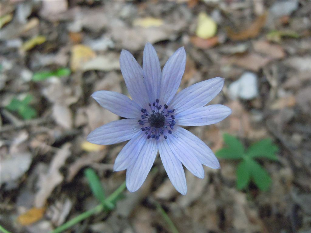 Anemone hortensis